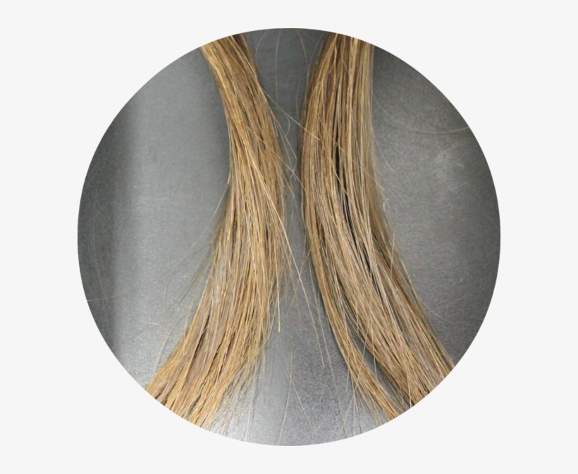 We Have Discovered Proprietary Biomolecule That Binds, transparent png #7012919