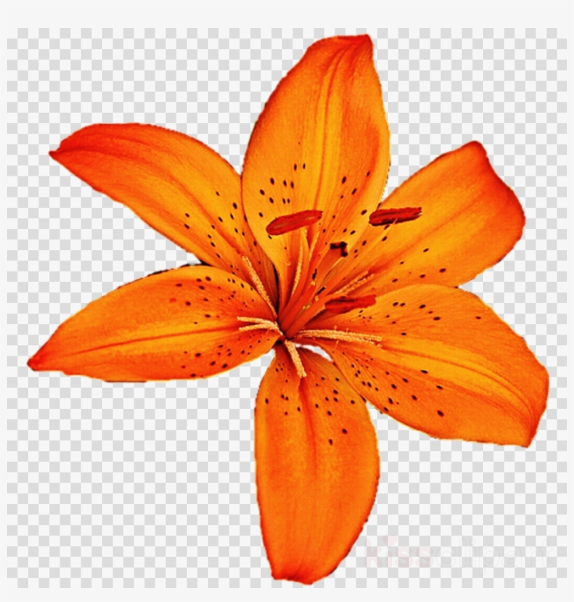 Orange Clipart Orange Lily Redes De Colaboración Clip, transparent png #7016611