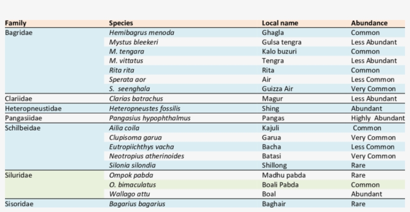 List Of Freshwater Catfish Species Reported During, transparent png #7021620