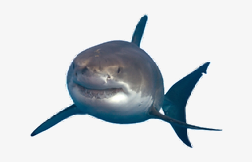 Shark.png, transparent png #7023786
