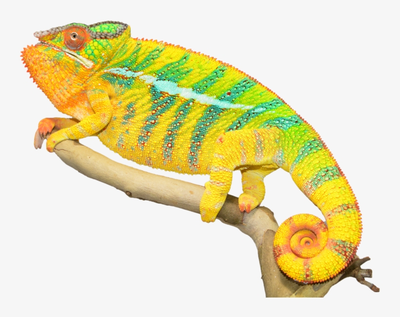 Chameleon Png Photos, transparent png #7025250