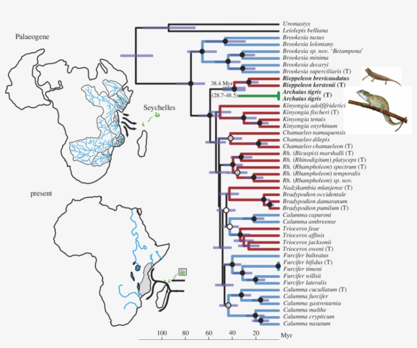 Bayesian Chronogram Of Chameleon Phylogenetic Relationships, transparent png #7025644