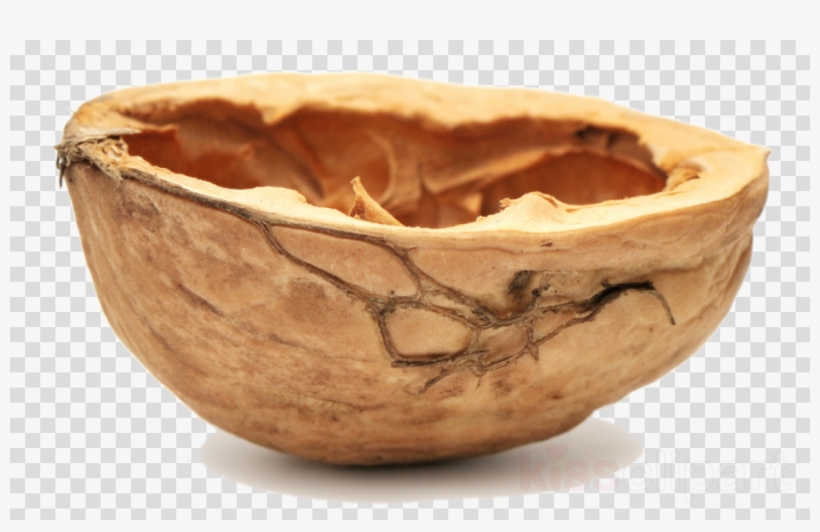 Nutshell Png Clipart Youtuber, transparent png #7026901