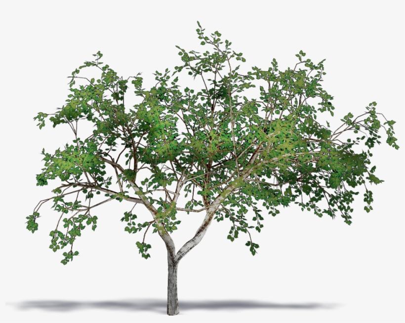 Almond Png, transparent png #7027759