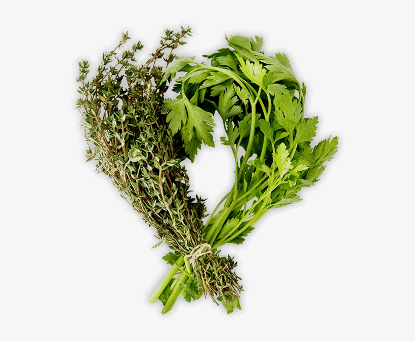 Herbs - People -, transparent png #7029630