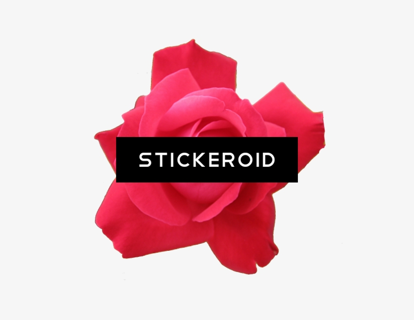 Red Rose Flowers, transparent png #7030394