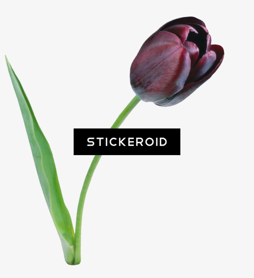Tulip Flower, transparent png #7032654