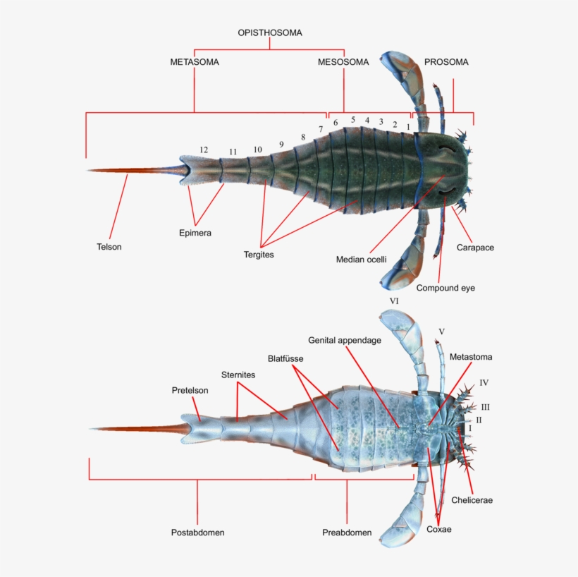 Eurypterus Anatomy, transparent png #7035229