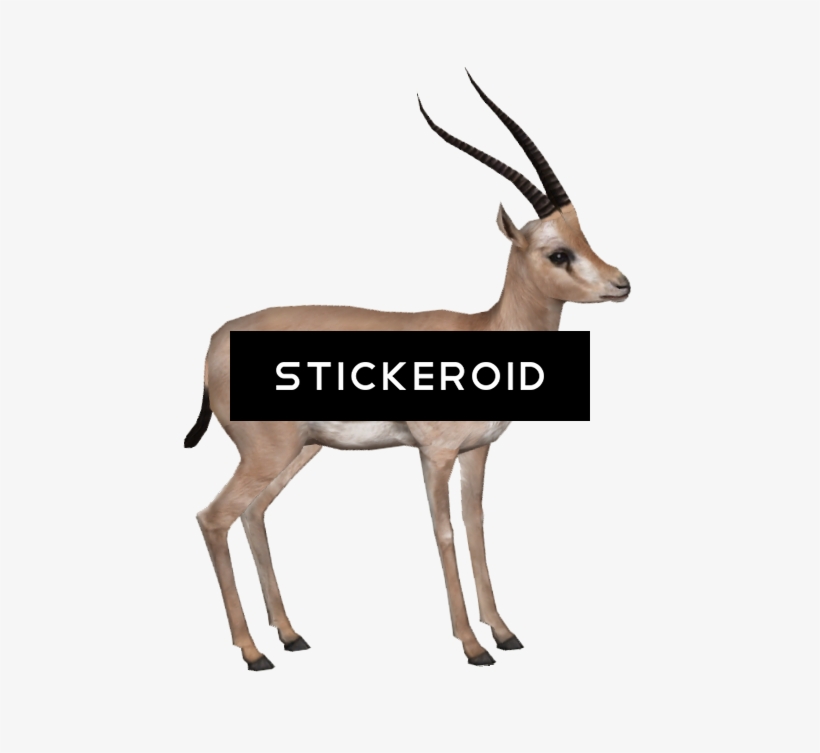 Gazelle Hd, transparent png #7035605