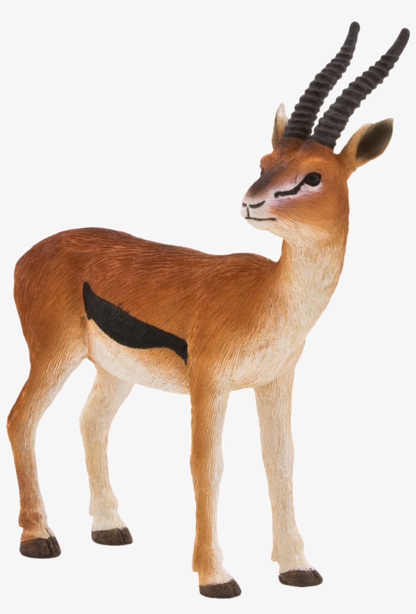 Mojo Thomson Gazelle Png Mojo Thomsons Gazelle Fun, transparent png #7036792