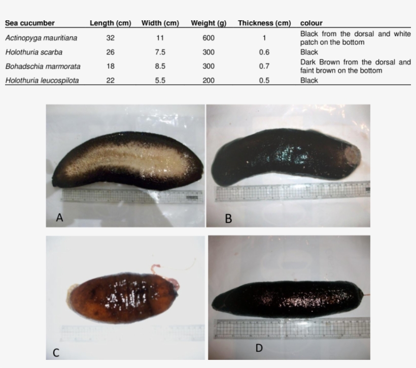 Morphometric Analysis Of The Investigated Sea Cucumbers, transparent png #7037185
