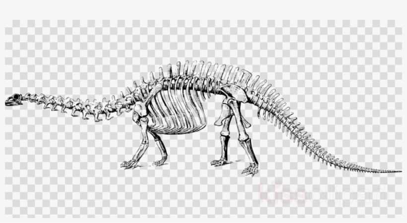 Dinosaur Bones Clip Art Clipart Tyrannosaurus Stegosaurus, transparent png #7037825