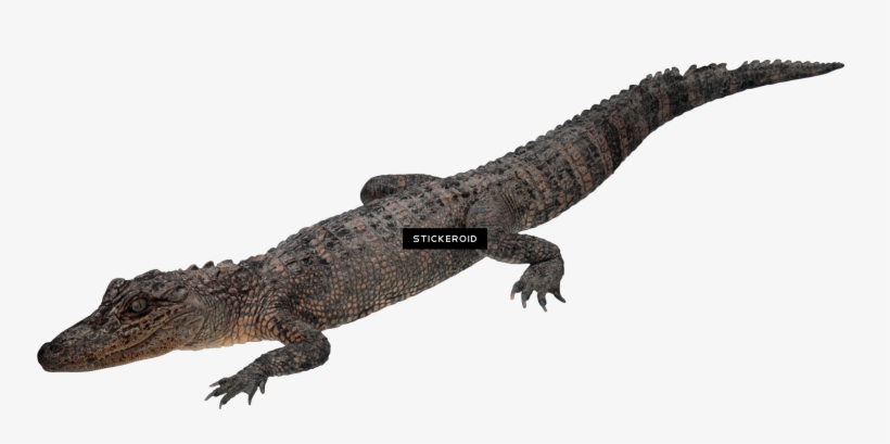 Crocodile Gator, transparent png #7039638