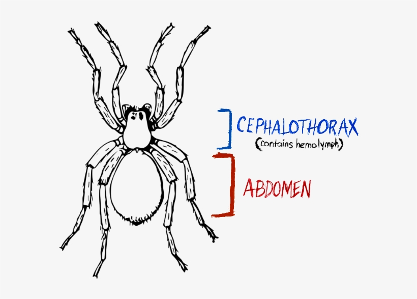 Spider, Spider Anatomy, Hydraulic Spider, transparent png #7042112