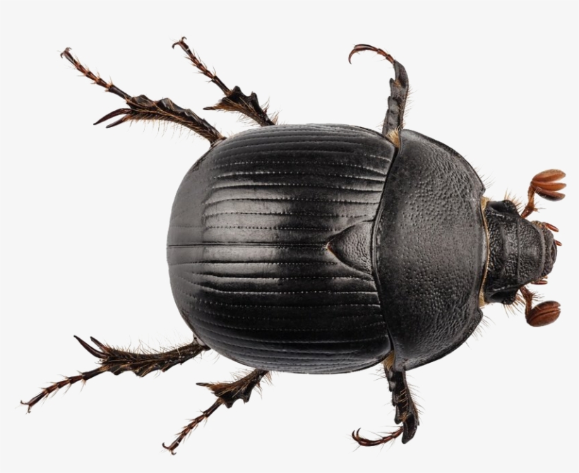 Black Beetle Png Transparent, transparent png #7047447