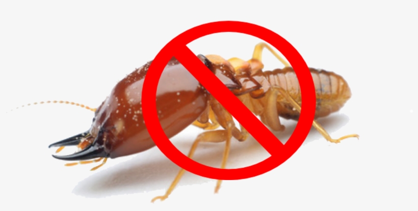 Termite, transparent png #7049721