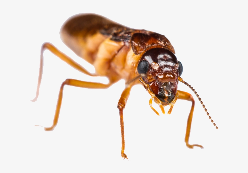Long Lasting Termite Elimination, transparent png #7049787