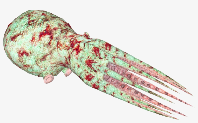 Caribbean Reef Octopus 8, transparent png #7055702