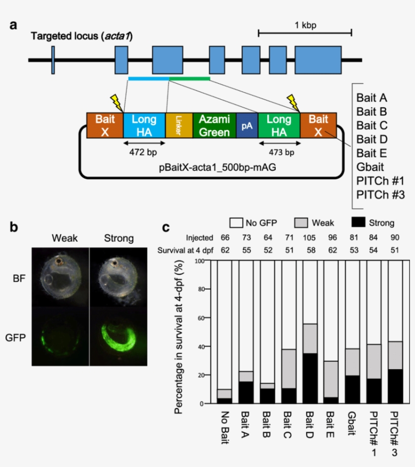 Comparison Of The Efficiencies Of Targeted Gene Integration, transparent png #7066092