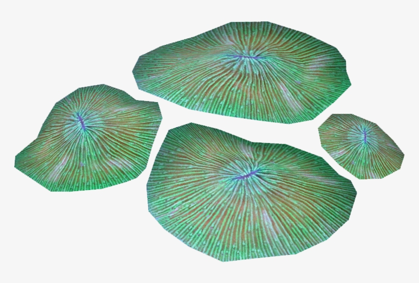 Plate Coral 1, transparent png #7066737