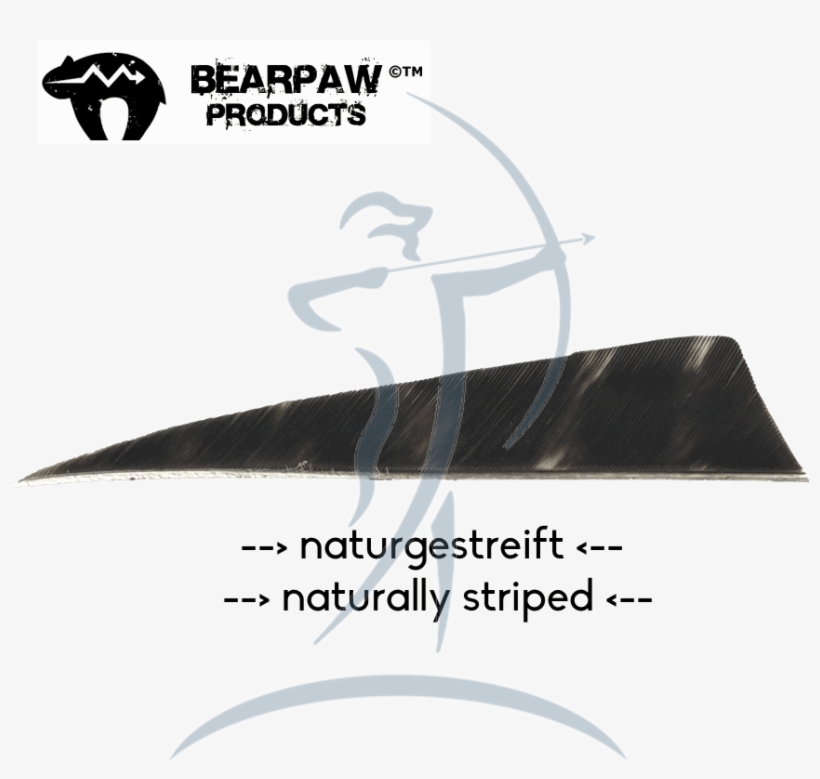 Bearpaw Feathers 4" Rw Shield "naturally Striped", transparent png #7070532