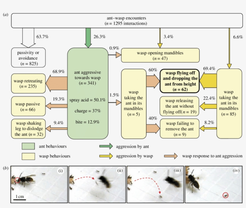 Flow Diagram Representing The Behavioural Responses, transparent png #7072510
