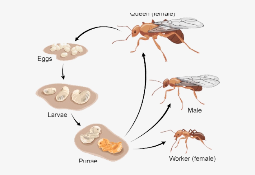 Ants Clipart Worker Ant, transparent png #7072684
