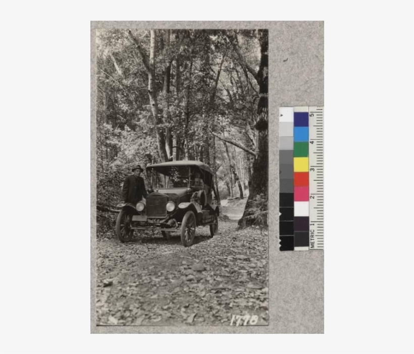 A Beautiful But Steep Drive Beneath Madrones, Tan Oaks,, transparent png #7079206