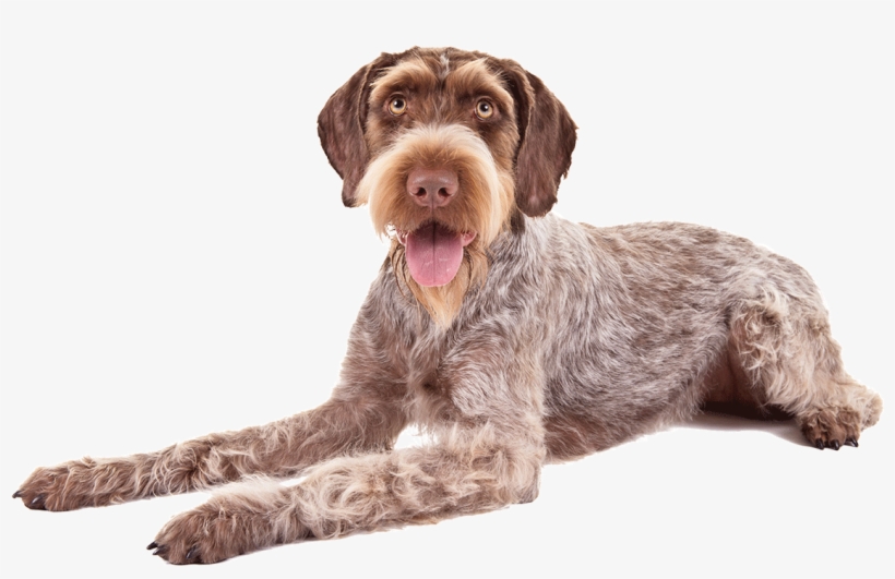 German Wirehaired Pointers, transparent png #7080219