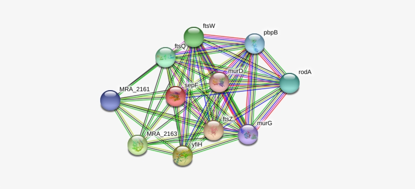 Sepf Protein, transparent png #7081394