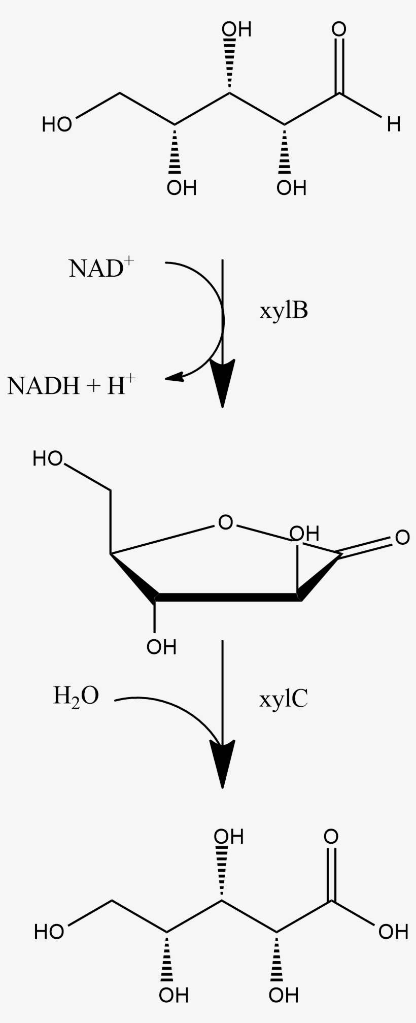D-xylonic Acid Producing Operon, transparent png #7088976