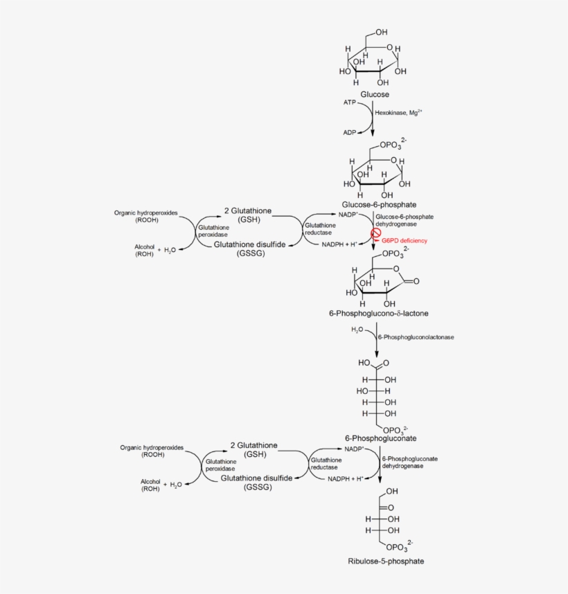 Pin By Return To Love Return To Love On Biology, transparent png #7089149