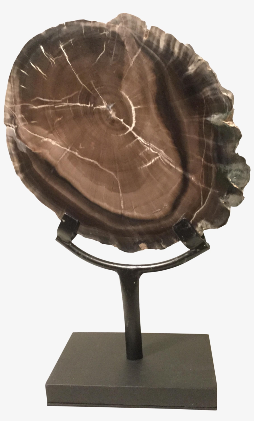 Petrified Wood Slice On Stand On Chairish, transparent png #7093146