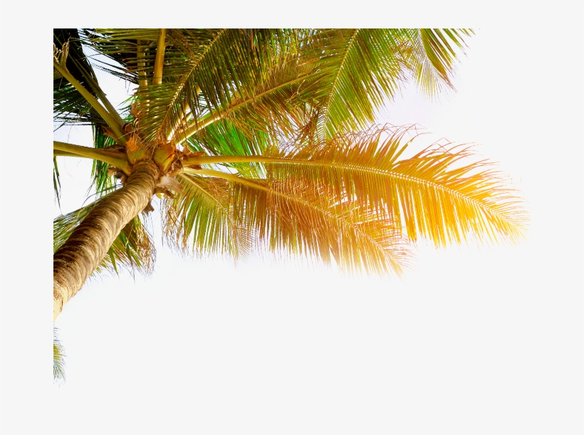 Coconut, transparent png #7094395