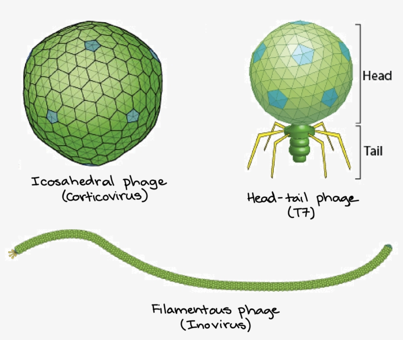 Icosahedral Phage, Head-tail Phage, And Filamentous, transparent png #7096181