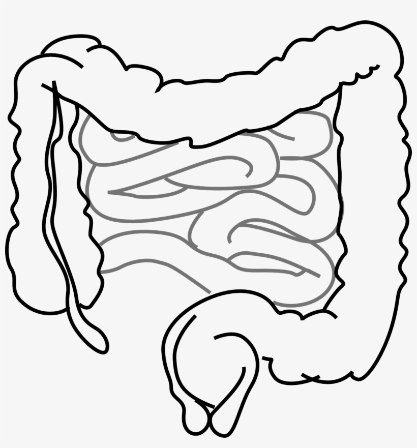 Human Stomach Drawing At Getdrawings - El Sistema Digestivo Plantilla, transparent png #710061