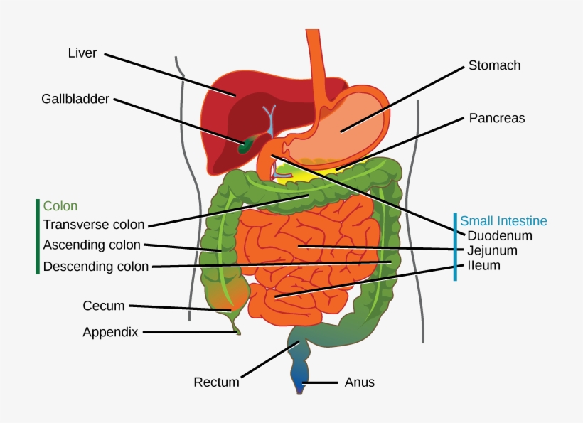 The Human Stomach Has An Extremely Acidic Environment - Part Of The Human Digestive System, transparent png #710315