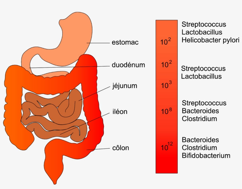 The Dangers Of Stomach Infections Png Stomach Infections - Microbiote Intestinal Composition, transparent png #710432