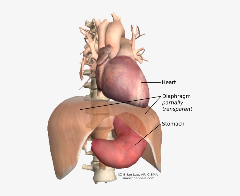 The Heat And Stomach In Situ - Stomach And Heart, transparent png #710473