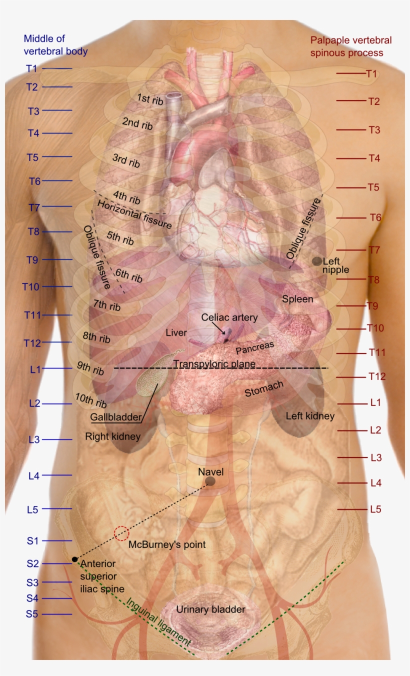 Surface Projections Of The Organs Of The Trunk - Vertebral Levels Of Organs, transparent png #710739