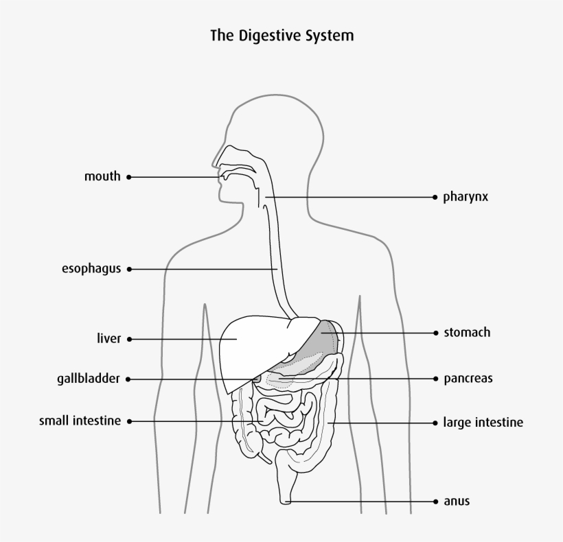 It Is Part Of The Digestive System, Which Extends From - Digestive System Diagram Showing The Mouth Oesophagus, transparent png #710769
