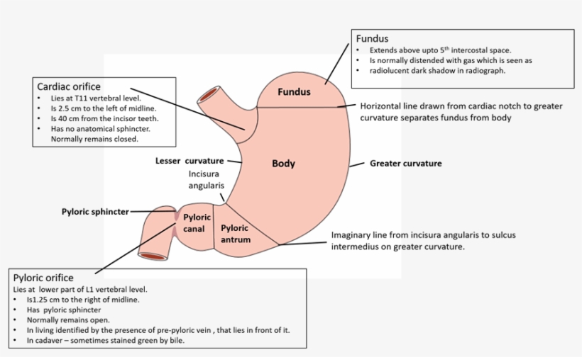 Stomach Parts And External Features - Manual Lymphatic Drainage, transparent png #710818