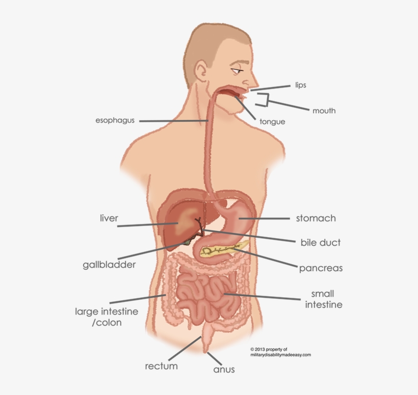 Organs Of The Digestive System - Abdomen Or Rectum, transparent png #710999