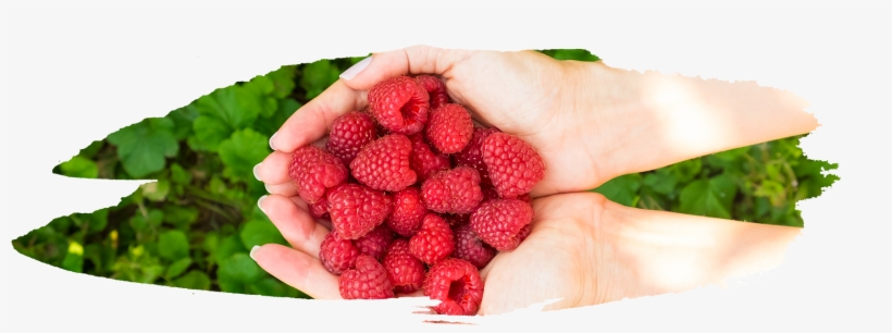 Early As Late June, Continue To Bloom Through July - Raspberry, transparent png #711527