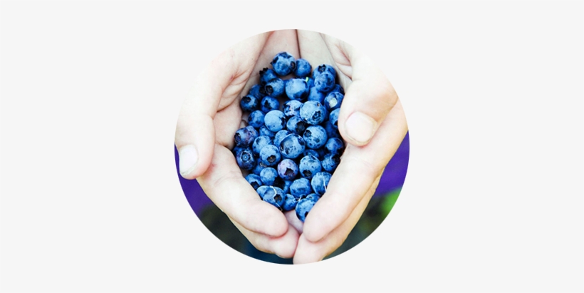 Cupped Hands Holding Freshly Picked Blueberries - Blueberry, transparent png #711737