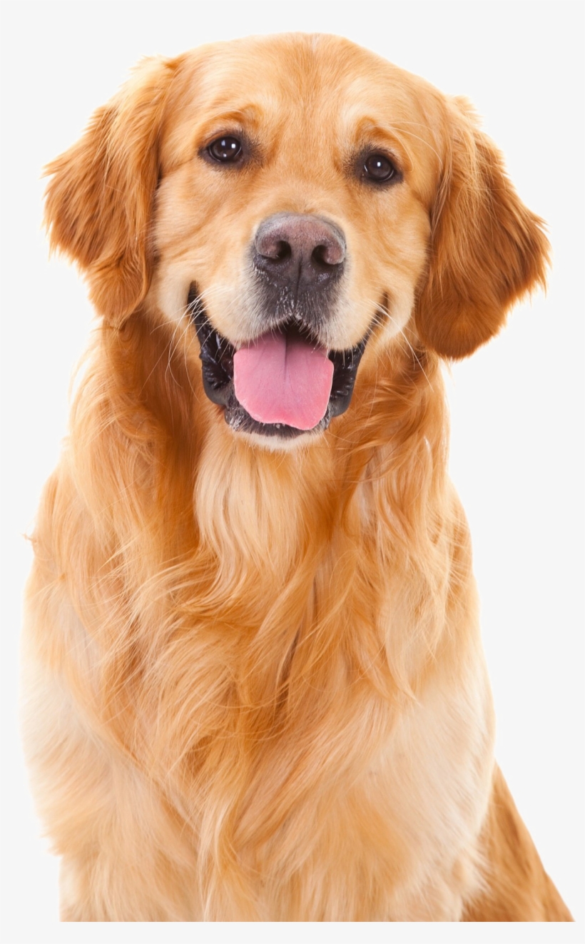 Golden Retriever Png Pic - Golden Retriever Dog Breeds, transparent png #711900