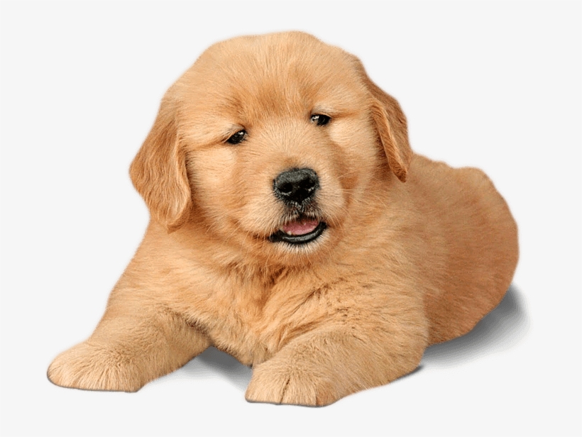 Labrador Chow Dogs Word - Chow Chow Labrador Retriever, transparent png #711977