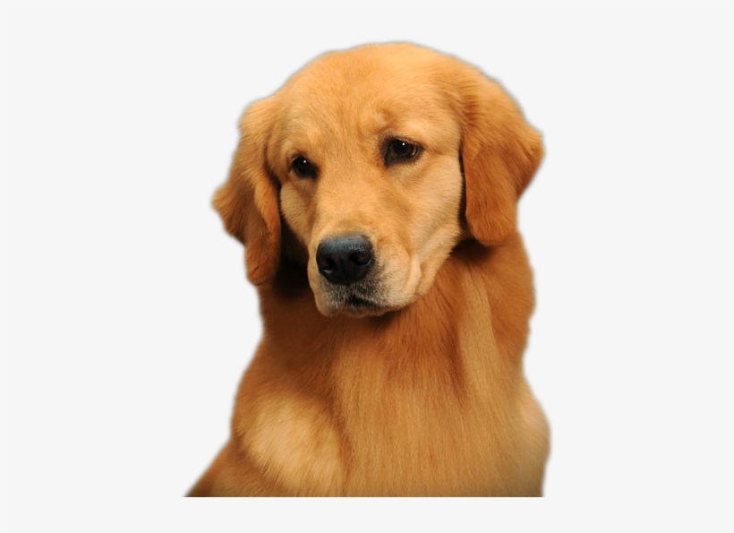 Golden Retriever Png Background Image - Golden Retriever Pug, transparent png #711986