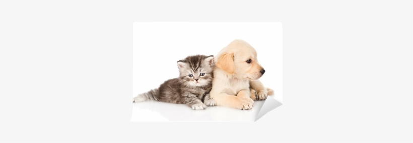 Golden Retriever Puppy Dog And British Tabby Cat Lying - Katzen Futterstation, transparent png #712079