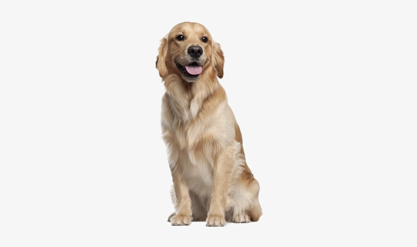 Dog Transparent Golden - Golden Retriever Training Guide Golden Retriever Training, transparent png #712086